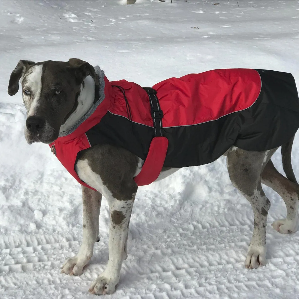 Alpine All-Weather Dog Coat - Red & Black