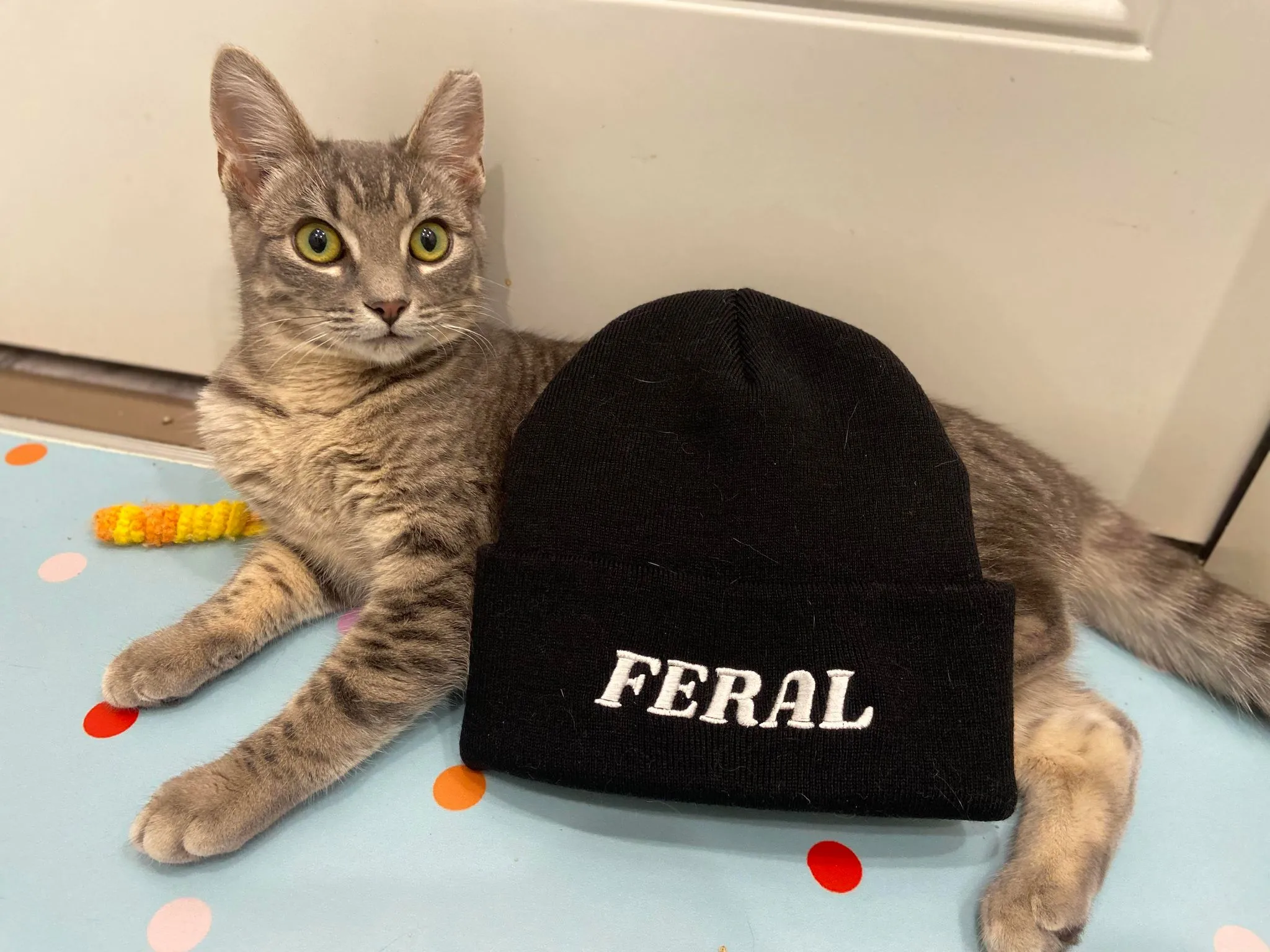 Feral Toque! (Hat)