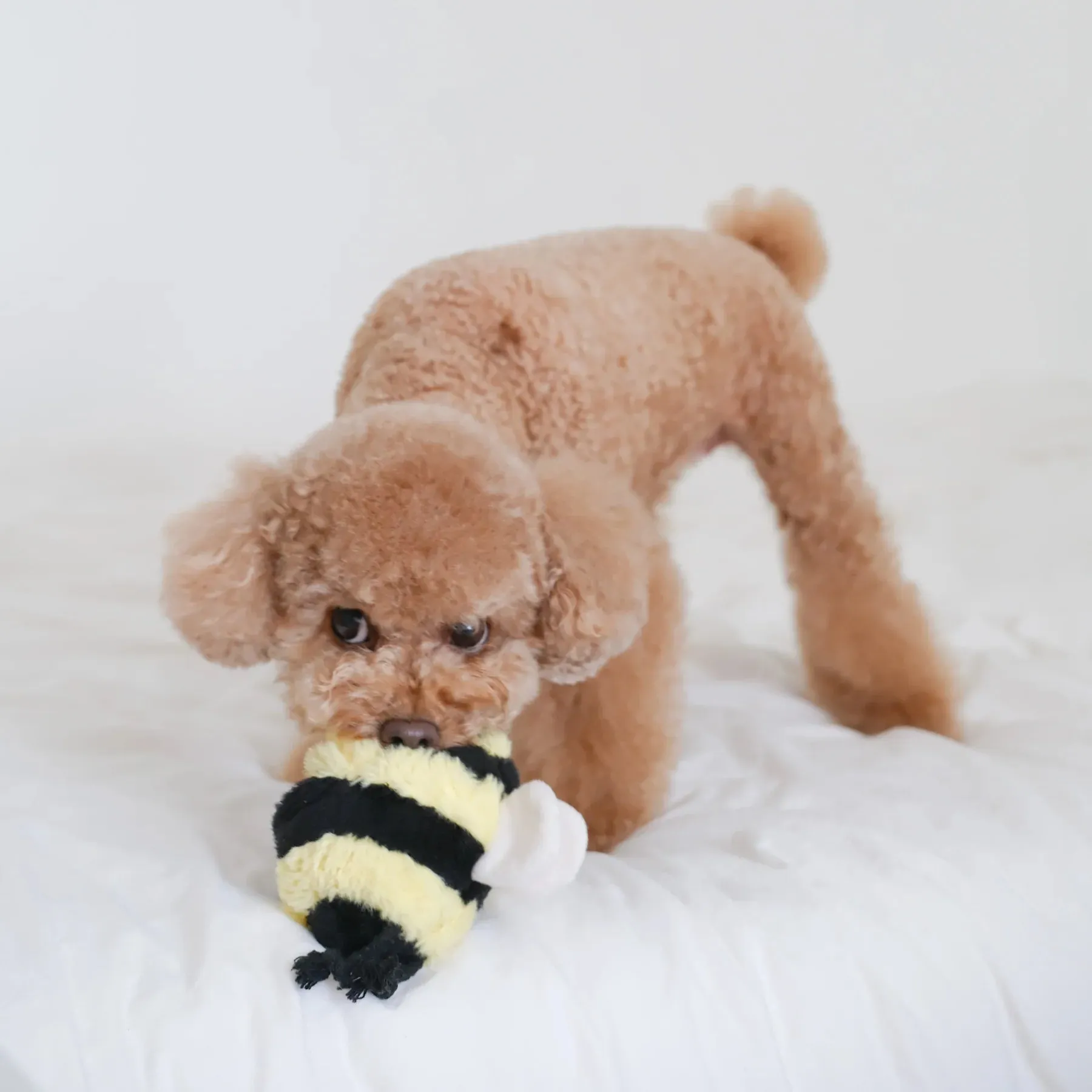 Lambwolf BEE POP with Bouncy and Snuffle