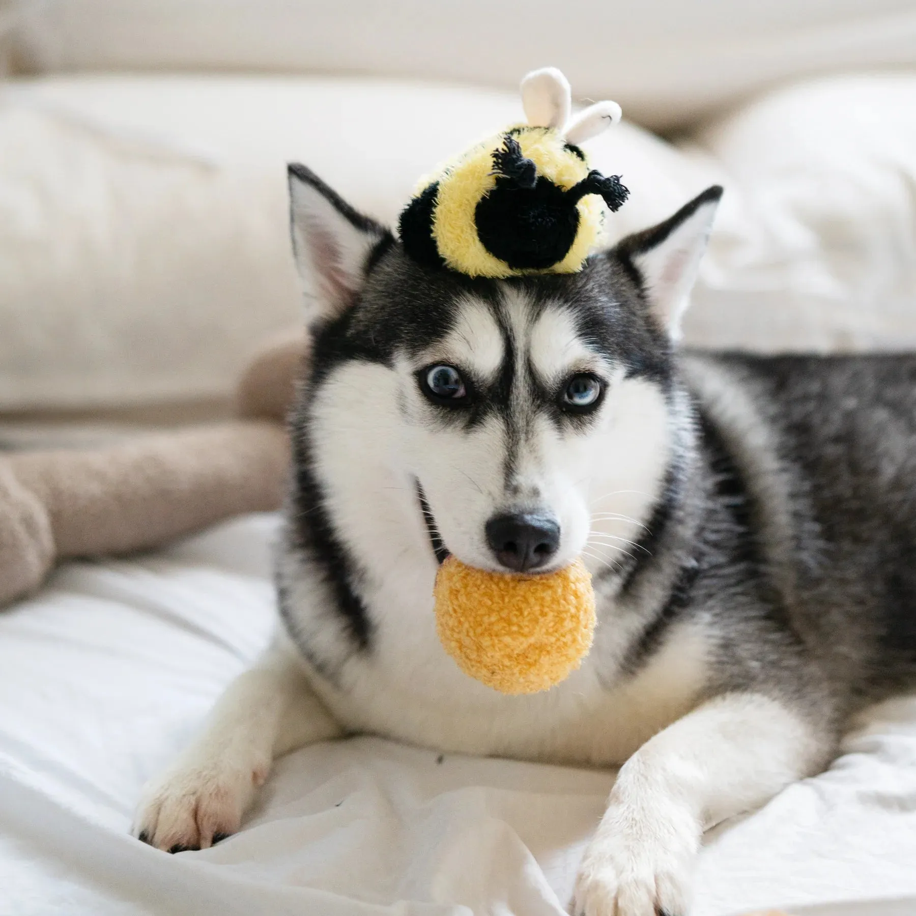 Lambwolf BEE POP with Bouncy and Snuffle